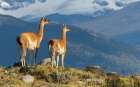 Guanaco, Torres del Paine, Chile Art Print